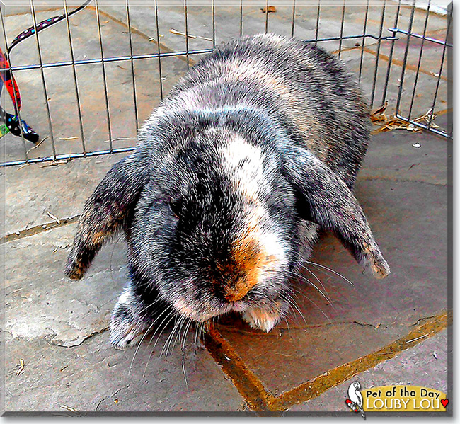 Louby Lou the Lop-Earred Rabbit, the Pet of the Day Louby Lou the Lop-Earred Rabbit, the Pet of the Day