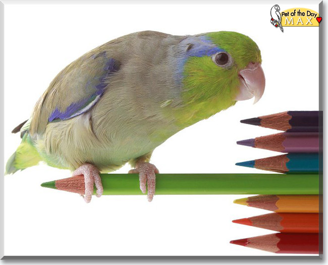 Max the Pacific Parrotlet, the Pet of the Day Max the Pacific Parrotlet, the Pet of the Day