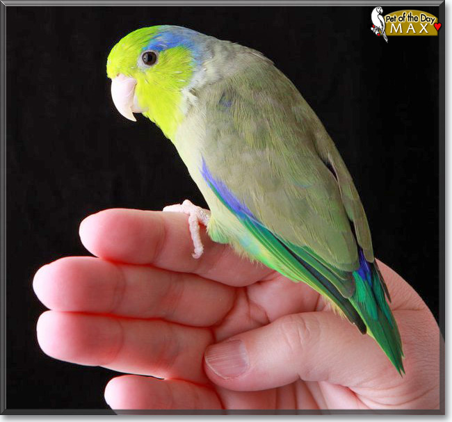 Max the Pacific Parrotlet, the Pet of the Day Max the Pacific Parrotlet, the Pet of the Day