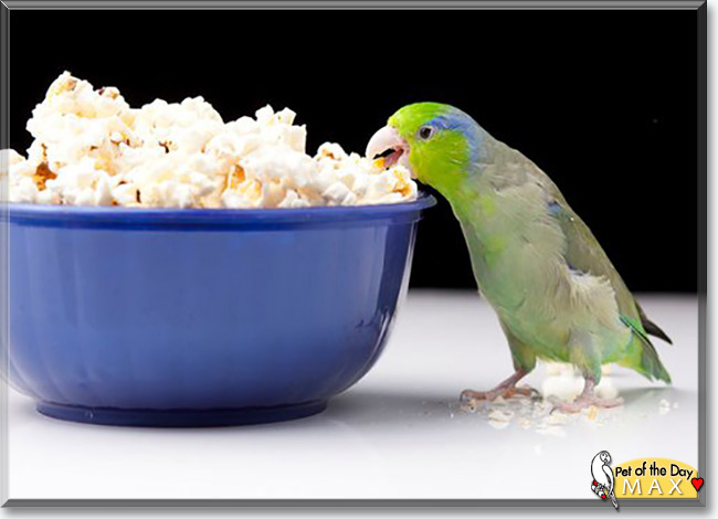 Max the Pacific Parrotlet, the Pet of the Day Max the Pacific Parrotlet, the Pet of the Day