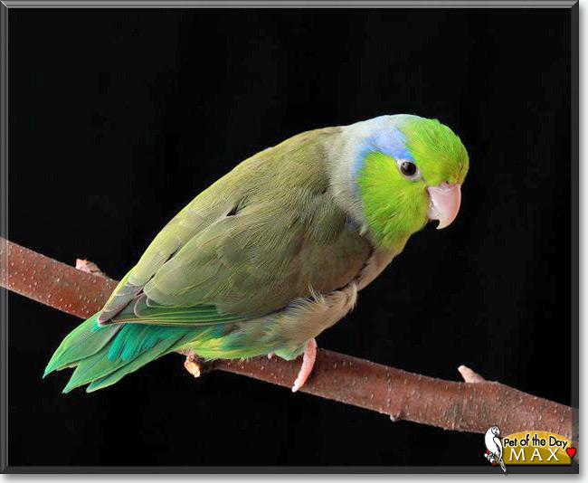Max the Pacific Parrotlet, the Pet of the Day Max the Pacific Parrotlet, the Pet of the Day