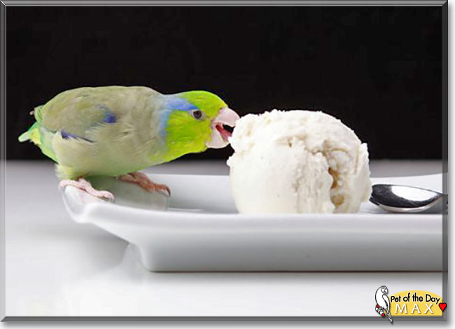 Max the Pacific Parrotlet, the Pet of the Day Max the Pacific Parrotlet, the Pet of the Day