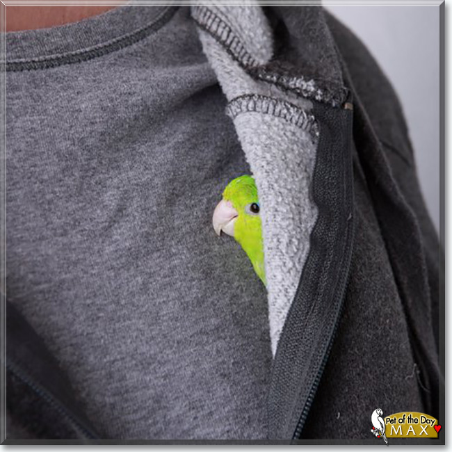 Max the Pacific Parrotlet, the Pet of the Day Max the Pacific Parrotlet, the Pet of the Day