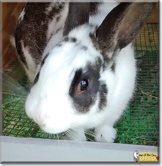 Oreo the English Spot Rabbit, the Pet of the Day Oreo the English Spot Rabbit, the Pet of the Day
