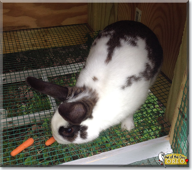 Oreo the English Spot Rabbit, the Pet of the Day Oreo the English Spot Rabbit, the Pet of the Day
