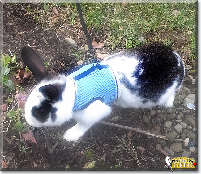 Oreo the English Spot Rabbit, the Pet of the Day Oreo the English Spot Rabbit, the Pet of the Day