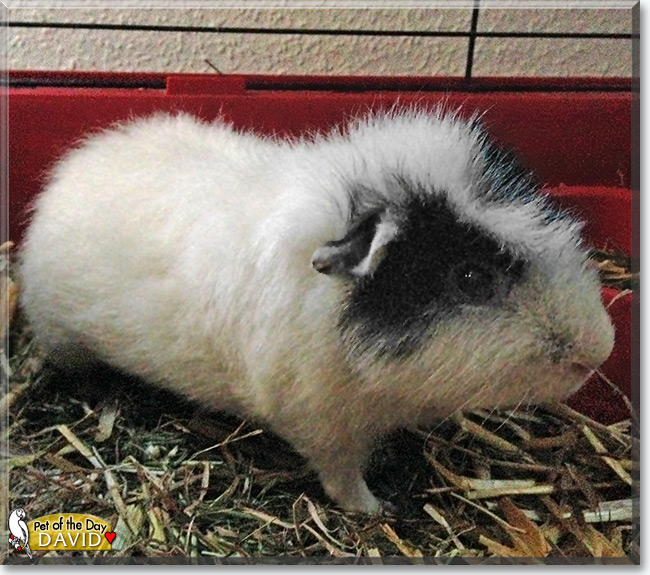 David the Teddy Guinea Pig , the Pet of the Day David the Teddy Guinea Pig, the Pet of the Day