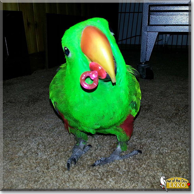 Ekko the Vosmaeri Eclectus, the Pet of the Day Ekko the Vosmaeri Eclectus, the Pet of the Day