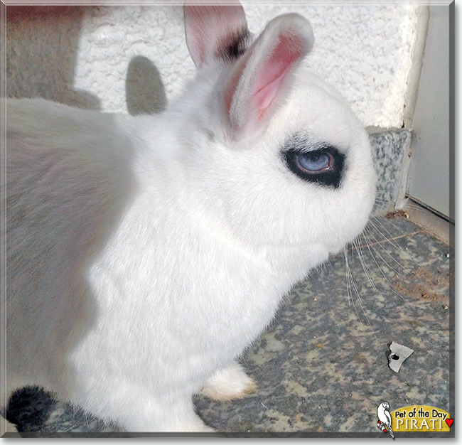 Pirati the Dwarf Rabbit, the Pet of the Day