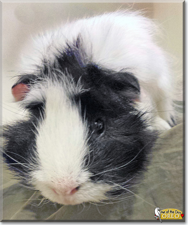 Oreo the Guinea Pig, the Pet of the Day Oreo the Guinea Pig, the Pet of the Day