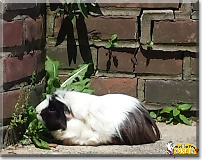 Oreo the Guinea Pig, the Pet of the Day Oreo the Guinea Pig, the Pet of the Day