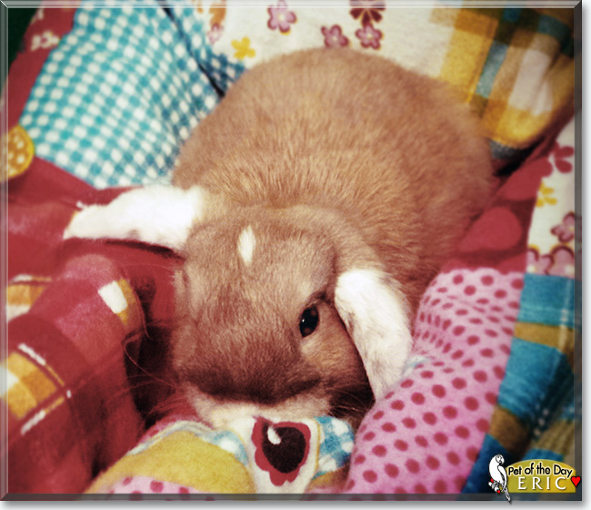Eric the Lop Rabbit, the Pet of the Day Eric the Lop Rabbit, the Pet of the Day