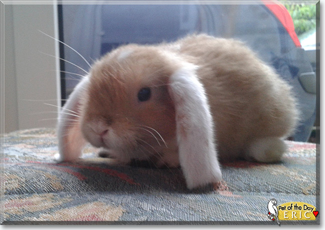 Eric the Lop Rabbit, the Pet of the Day Eric the Lop Rabbit, the Pet of the Day