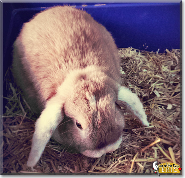 Eric the Lop Rabbit, the Pet of the Day Eric the Lop Rabbit, the Pet of the Day