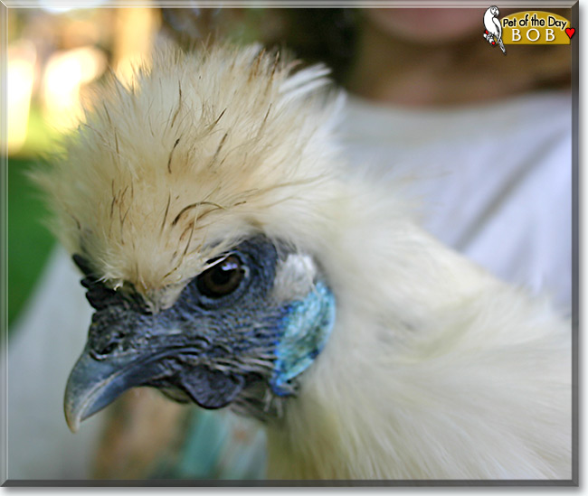 Bob the Silkie Chicken, the Pet of the Day Bob the Silkie Chicken, the Pet of the Day