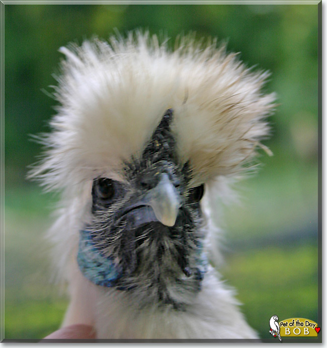 Bob the Silkie Chicken, the Pet of the Day Bob the Silkie Chicken, the Pet of the Day