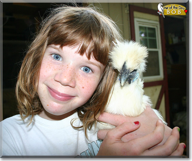Bob the Silkie Chicken, the Pet of the Day Bob the Silkie Chicken, the Pet of the Day