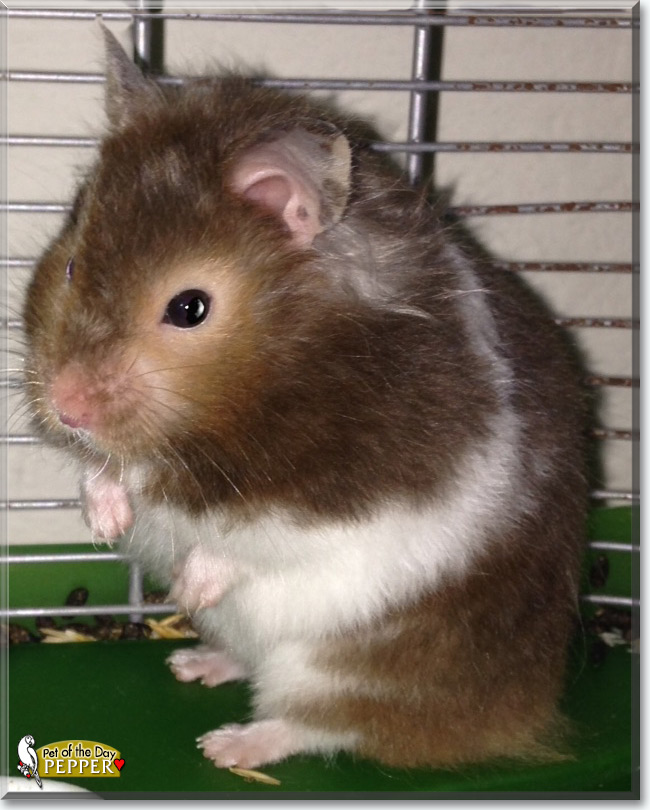Pepper the Syrian Hamster, the Pet of the Day Pepper the Syrian Hamster, the Pet of the Day