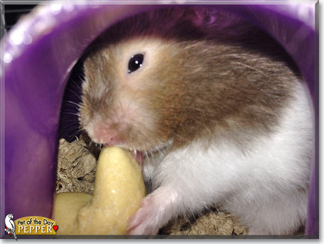Pepper the Syrian Hamster, the Pet of the Day Pepper the Syrian Hamster, the Pet of the Day
