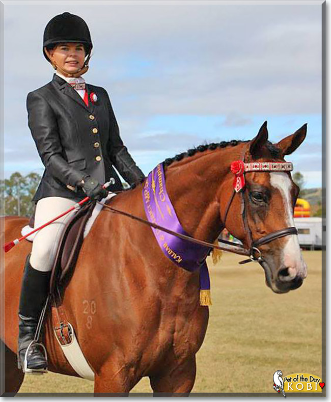 Kobi the Thoroughbred Horse, the Pet of the Day Kobi the Thoroughbred Horse, the Pet of the Day