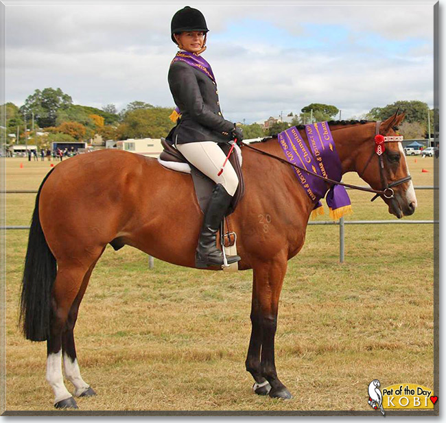 Kobi the Thoroughbred Horse, the Pet of the Day Kobi the Thoroughbred Horse, the Pet of the Day