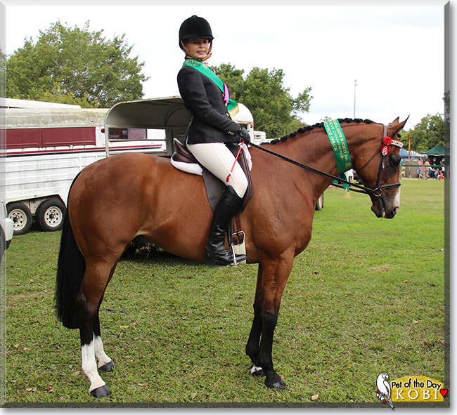 Kobi the Thoroughbred Horse, the Pet of the Day Kobi the Thoroughbred Horse, the Pet of the Day