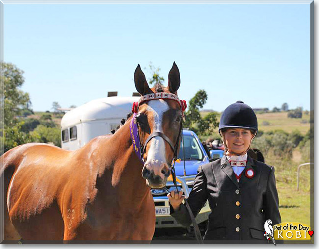 Kobi the Thoroughbred Horse, the Pet of the Day Kobi the Thoroughbred Horse, the Pet of the Day