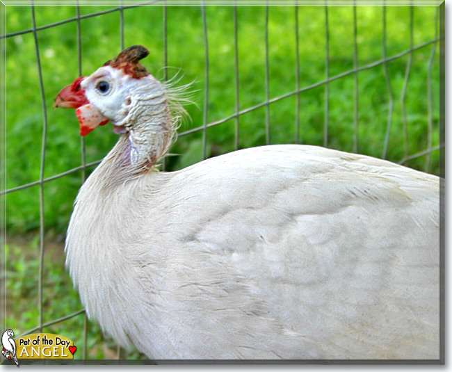 Angel the Guinea Fowl, the Pet of the Day Angel the Guinea Fowl, the Pet of the Day