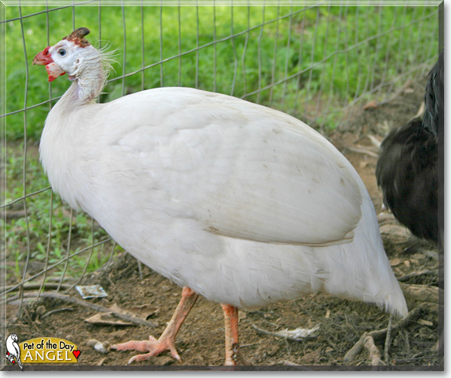 Angel the Guinea Fowl, the Pet of the Day Angel the Guinea Fowl, the Pet of the Day