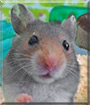 Mak the Syrian Hamster