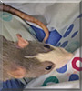 Nima the Fancy Rat
