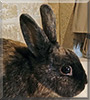 Fudge the Rabbit