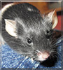 Mister Squiggles the Tuxedo Mouse