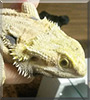 Toshiro the Bearded Dragon