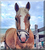 Berry the Haflinger Horse