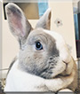 Tiffo the Dwarf Rabbit