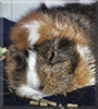 Baby the Guinea Pig