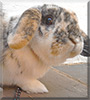 Sweetie the Dwarf Lop Rabbit