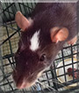 RazzMaTazz the Fancy Rat