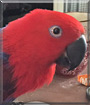 Venus the Eclectus Parrot