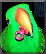 Ekko the Vosmaeri Eclectus
