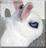 Pirati the Dwarf Rabbit