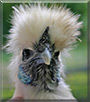 Bob the Silkie Chicken