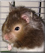 Pepper the Syrian Hamster