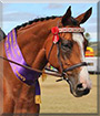 Kobi the Thoroughbred Horse