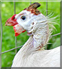 Angel the Guinea Fowl