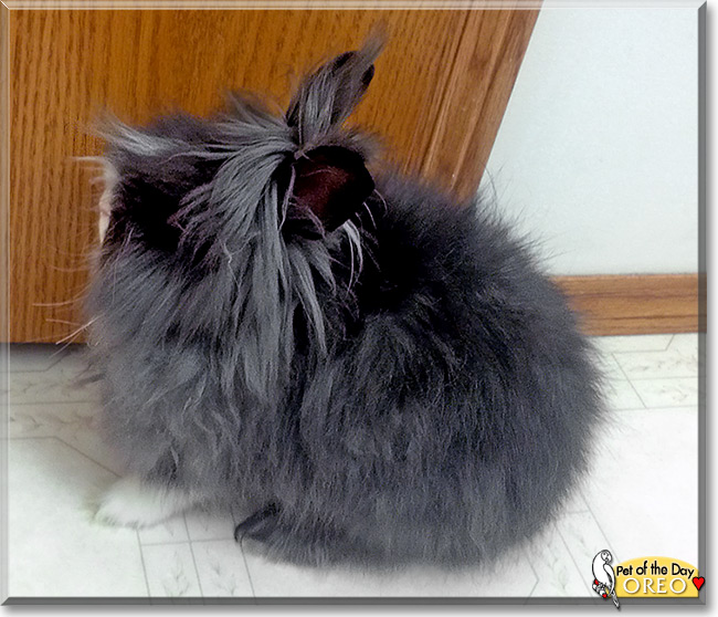 Oreo, the Pet of the Day Oreo, the Pet of the Day