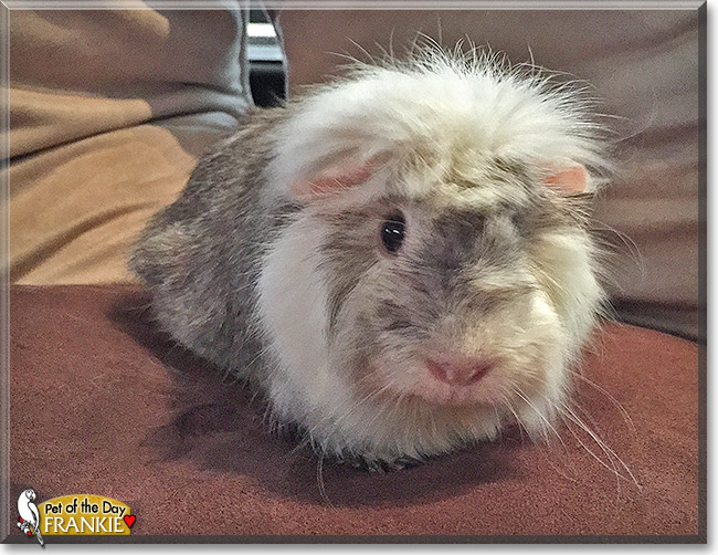 Frankie, the Pet of the Day Frankie, the Pet of the Day