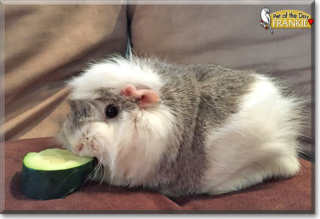 Frankie, the Pet of the Day Frankie, the Pet of the Day