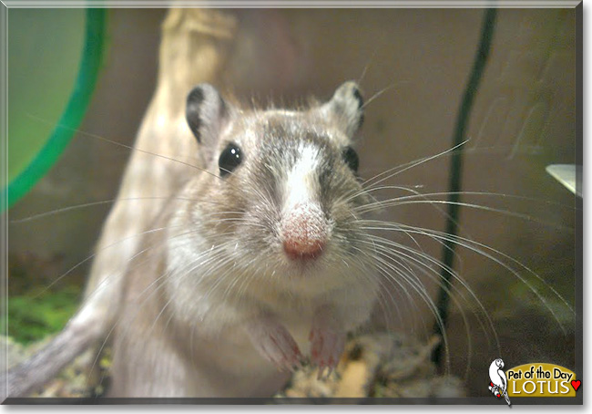 Lotus, the Pet of the Day Lotus, the Pet of the Day